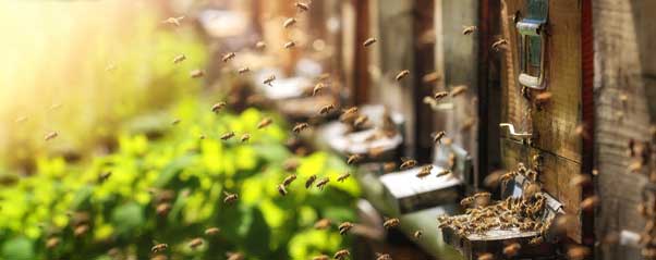 When to Call a Hornet and Wasp Exterminator in Los Angeles CA - Isotech Pest Management