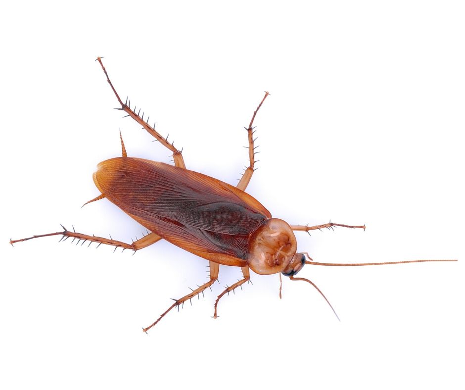 American cockroach identification and habitat in the Los Angeles Metro Area CA - Isotech Pest Management
