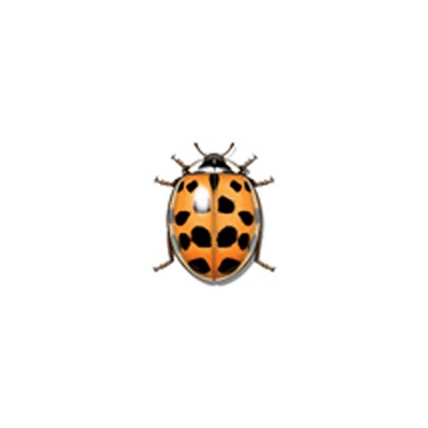 Asian Lady Beetle information and control methods by Isotech Pest Management in the Los Angeles CA Metro Area.