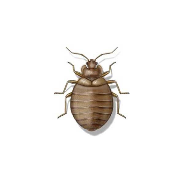 Bed Bug information and control methods by Isotech Pest Management in the Los Angeles CA Metro Area.