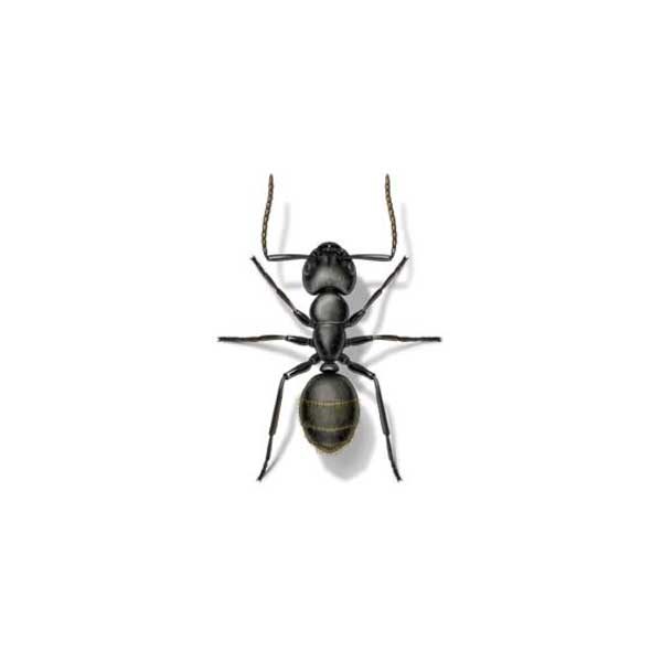 Carpenter Ant information and control methods by Isotech Pest Management in the Los Angeles CA Metro Area.