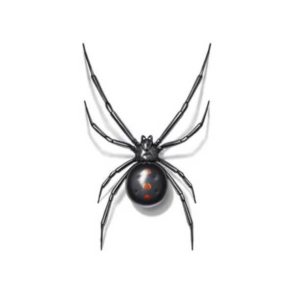 Black widow spider information and control methods by Isotech Pest Management in the Los Angeles CA Metro Area.