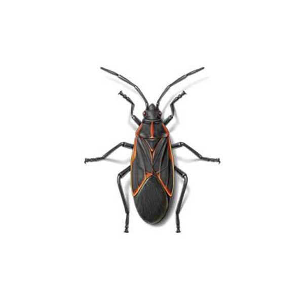 Boxelder bugs information and control methods by Isotech Pest Management in the Los Angeles CA Metro Area.