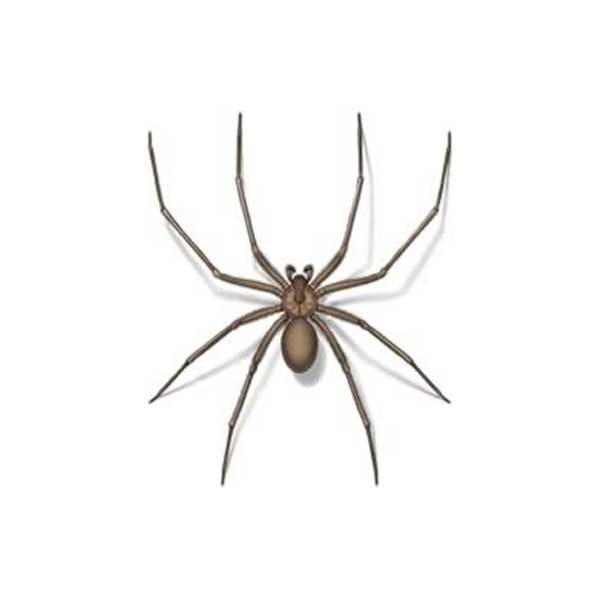 Brown recluse spider information and control methods by Isotech Pest Management in the Los Angeles CA Metro Area.