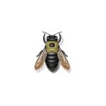 Carpenter Bee information and control methods by Isotech Pest Management in the Los Angeles CA Metro Area.