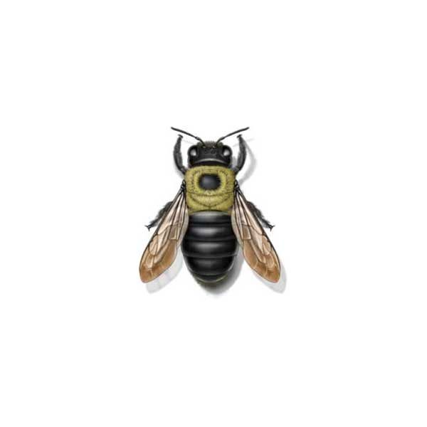 Carpenter Bee information and control methods by Isotech Pest Management in the Los Angeles CA Metro Area.