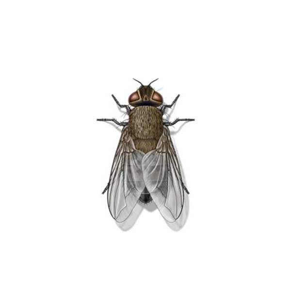 Cluster Fly information and control methods by Isotech Pest Management in the Los Angeles CA Metro Area.