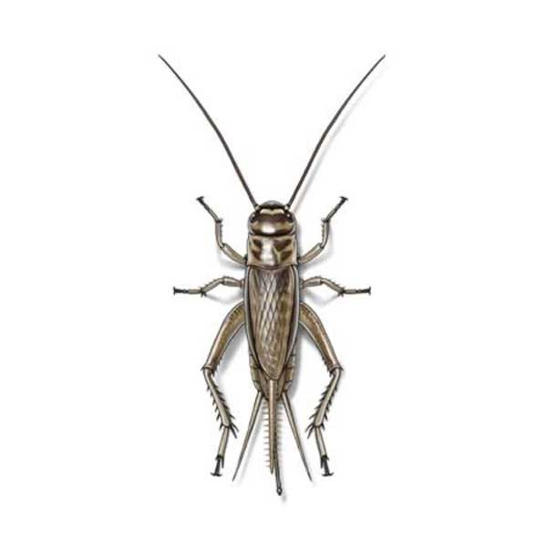Crickets information and control methods by Isotech Pest Management in the Los Angeles CA Metro Area.