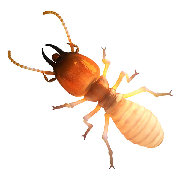 Dampwood Termite information and control methods by Isotech Pest Management in the Los Angeles CA Metro Area.