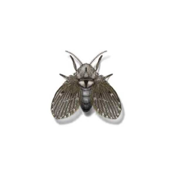 Drain Flies information and control methods by Isotech Pest Management in the Los Angeles CA Metro Area.