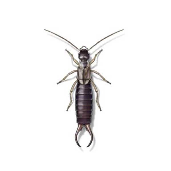 Earwigs information and control methods by Isotech Pest Management in the Los Angeles CA Metro Area.