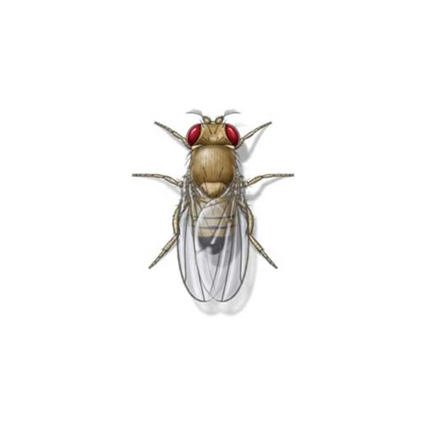 Fruit fly information and control methods by Isotech Pest Management in the Los Angeles CA Metro Area.