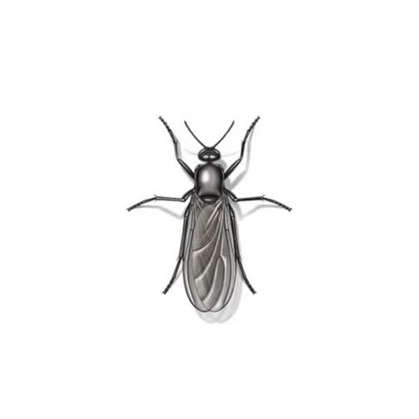 Gnat fly information and control methods by Isotech Pest Management in the Los Angeles CA Metro Area.