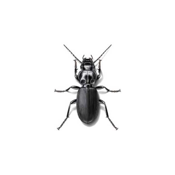 Ground Beetle information and control methods by Isotech Pest Management in the Los Angeles CA Metro Area.
