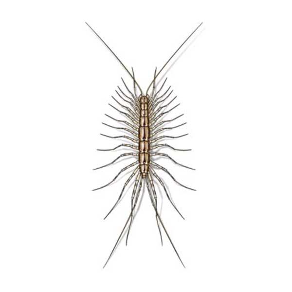 House centipedes information and control methods by Isotech Pest Management in the Los Angeles CA Metro Area.