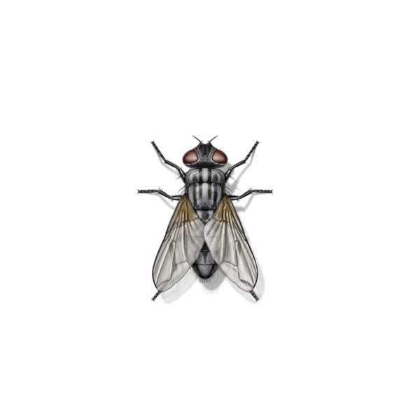 House Fly information and control methods by Isotech Pest Management in the Los Angeles CA Metro Area.