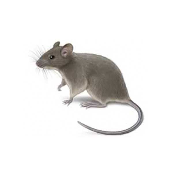 House Mouse information and control methods by Isotech Pest Management in the Los Angeles CA Metro Area.