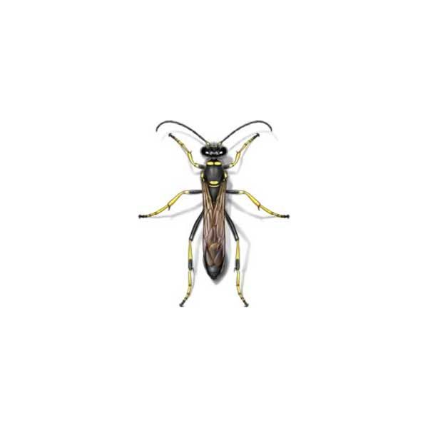 Mud Dauber Wasp information and control methods by Isotech Pest Management in the Los Angeles CA Metro Area.
