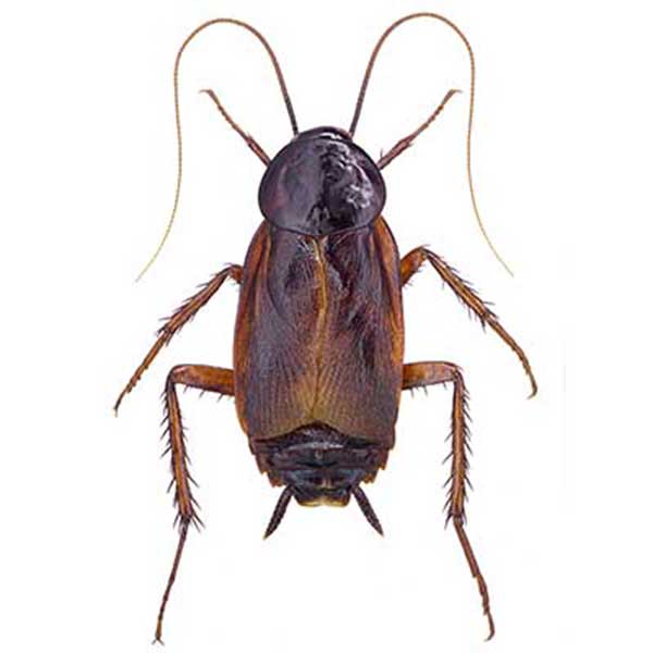 Oriental cockroach identification and habitat in the Los Angeles Metro Area - Isoetch Pest Management