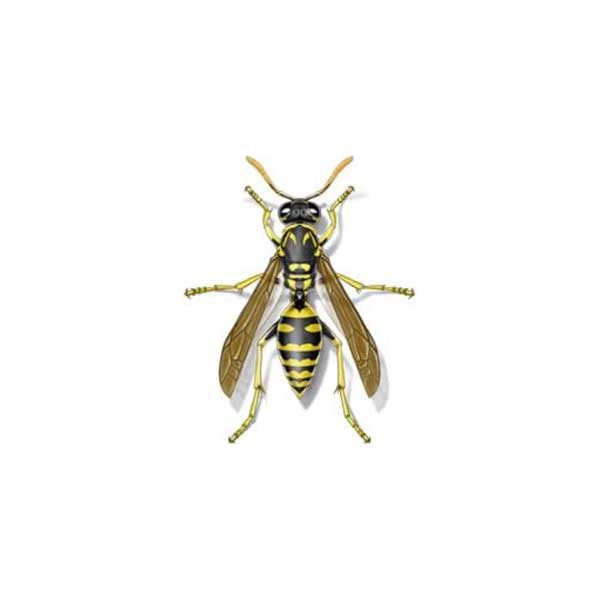 Paper Wasp information and control methods by Isotech Pest Management in the Los Angeles CA Metro Area.