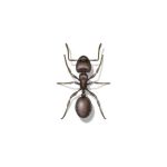 Pavement Ant information and control methods by Isotech Pest Management in the Los Angeles CA Metro Area.