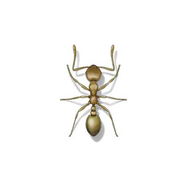 Pharoah Ant information and control methods by Isotech Pest Management in the Los Angeles CA Metro Area.