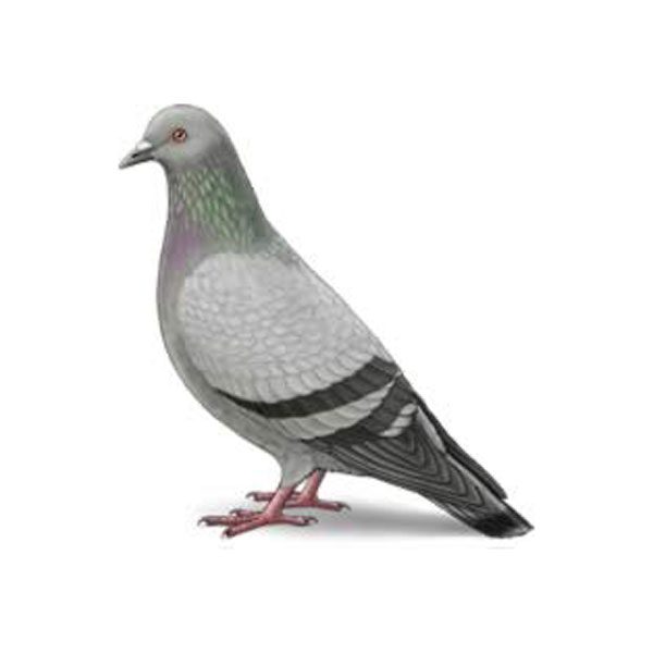 Pigeon information and control methods by Isotech Pest Management in the Los Angeles CA Metro Area.