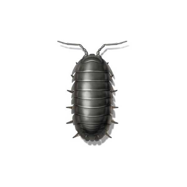 Pillbugs information and control methods by Isotech Pest Management in the Los Angeles CA Metro Area.