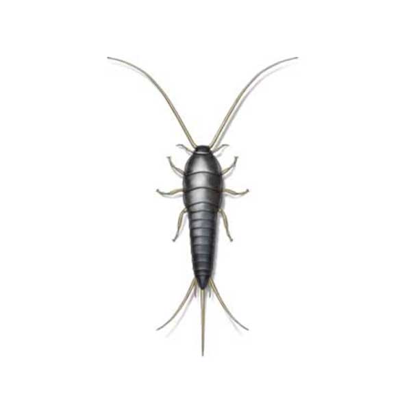Silverfish information and control methods by Isotech Pest Management in the Los Angeles CA Metro Area.