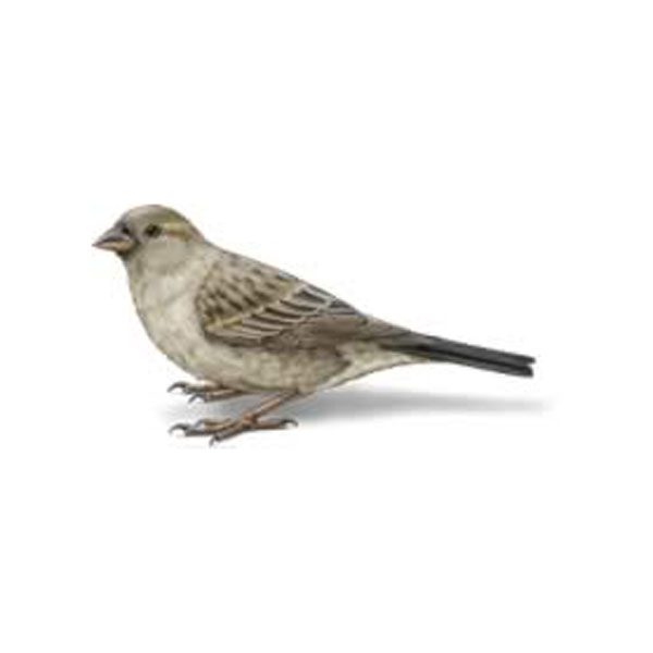 Sparrow information and control methods by Isotech Pest Management in the Los Angeles CA Metro Area.
