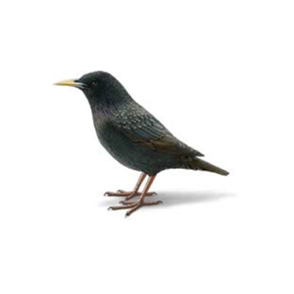 Starling information and control methods by Isotech Pest Management in the Los Angeles CA Metro Area.
