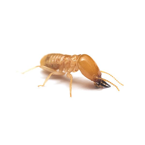 Western Subterranean termite information and control methods by Isotech Pest Management in the Los Angeles CA Metro Area.