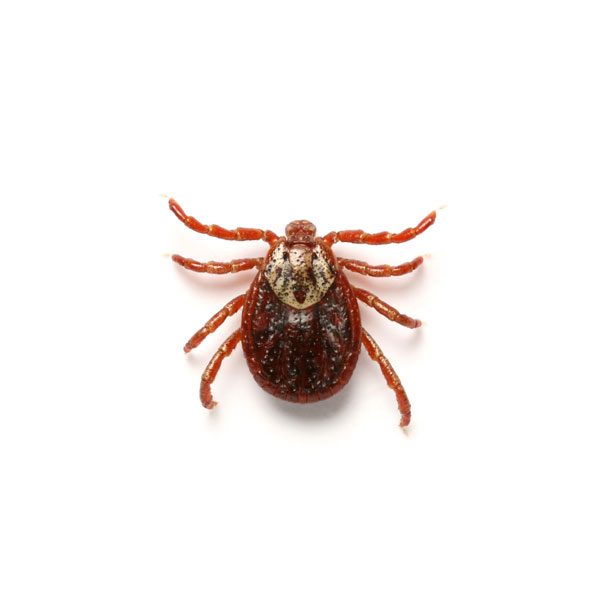 Ticks Isotech Pest Management Commercial Pest Control in Los Angeles CA