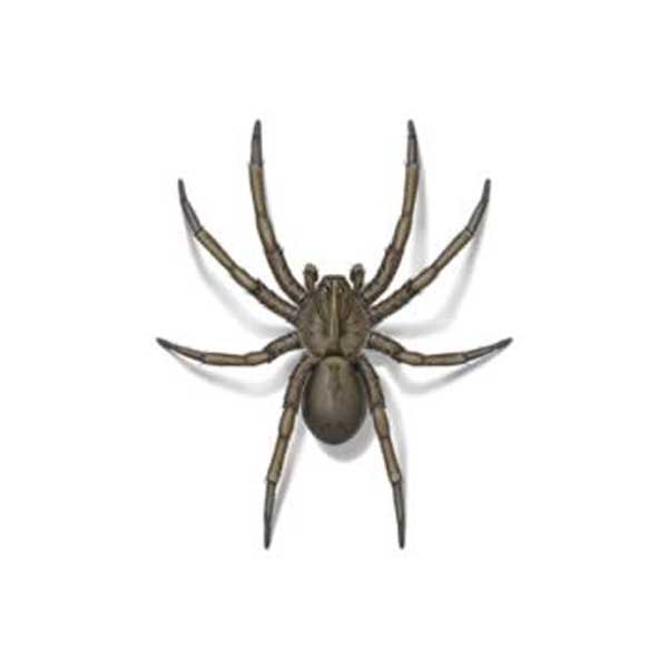 Wolf Spider information and control methods by Isotech Pest Management in the Los Angeles CA Metro Area.