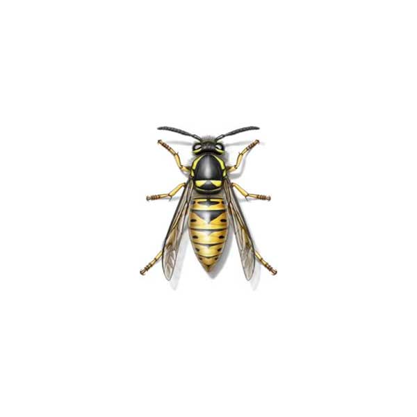 yellow jacket wasp sting
