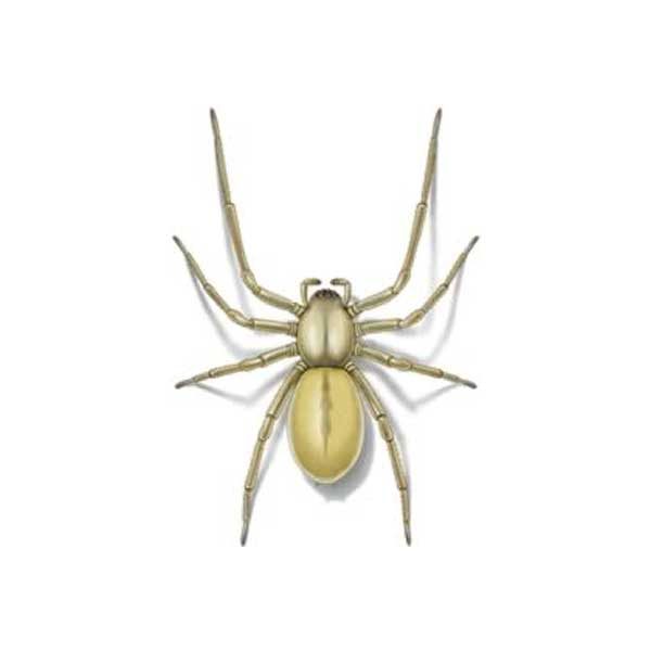 Yellow sac spider information and control methods by Isotech Pest Management in the Los Angeles CA Metro Area.
