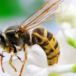 Aggressive yellow jackets in the fall in Los Angeles - Isotech Pest Management