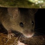 Rodent control - rat and mice exterminators in the Los Angeles Metro Area - Isotech Pest Management