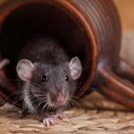 Rodents may infest your restaurant or commercial building in the winter to escape dropping temperatures in Los Angeles - Isotech Pest Management
