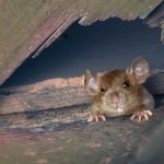 Rat enters through crevice in Los Angeles metro area building. Isotech Pest Management provides rodent prevention.