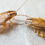 German cockroaches are one of the biggest threats in the Los Angeles Metro area - Isotech Pest Management