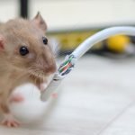 One of the many dangers of rodents is when rats chew on wires. Isotech Pest Management can protect you and your Los Angeles property from rodents year-round.