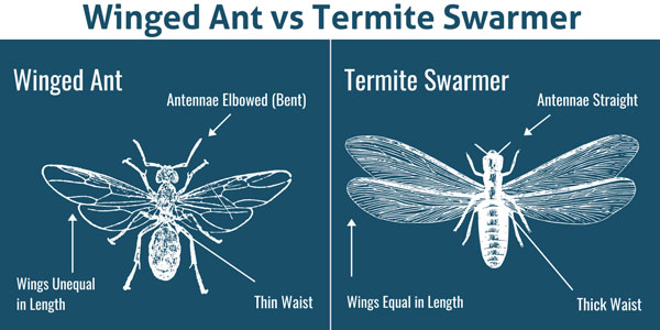 Winged ant vs. termite in Los Angeles CA - Isotech Pest Management