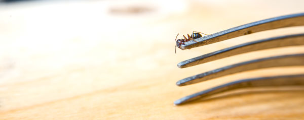 Signs of an ant infestation in your Los Angeles Metro Area commercial property - Isotech Pest Management
