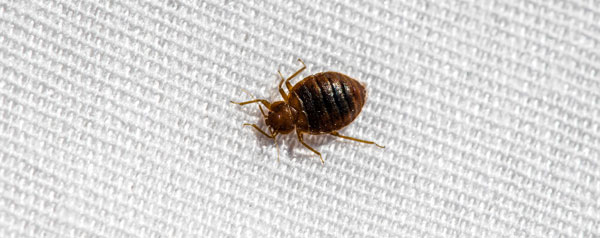 When to call a bed bug exterminator for your Los Angeles Metro Area commercial property - Isotech Pest Management