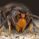 All about murder hornets - Isotech Pest Management in the Los Angeles Metro Area