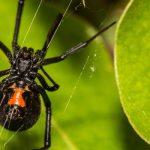 Black widow spiders in Los Angeles CA - Isotech Pest Management