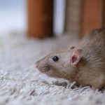 Rodents infest properties in the Los Angeles Metro Area in the fall - Isotech Pest Management