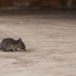 Rodents are entering Los Angeles CA commercial properties during the pandemic - Isotech Pest Control