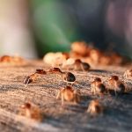Termites can infest properties in the fall and winter in Los Angeles CA - Isotech Pest Management